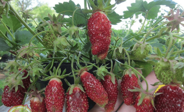 Купчиха